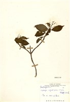 藏品(狹瓣八仙花)的圖片